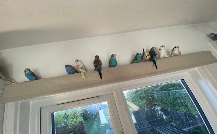 Parakeets birds - Advert 1