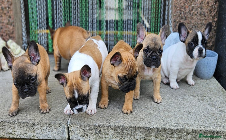 French Bulldog dogs - Advert 3