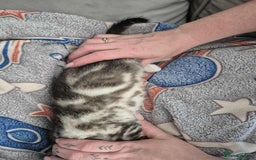 Mixed Breed cats for sale: Mixed bengal kittens  - Image 20