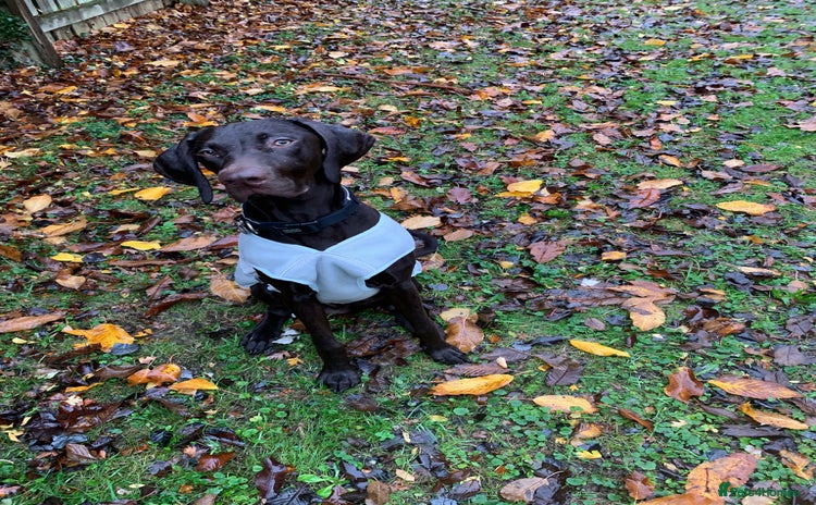 Hungarian Vizsla dogs Vizla/Vimaraner - Advert 2