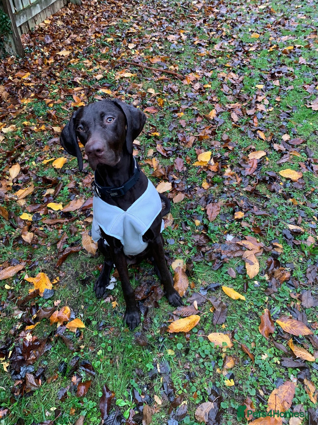 Hungarian Vizsla dogs for sale: Vizla/Vimaraner - Advert 1