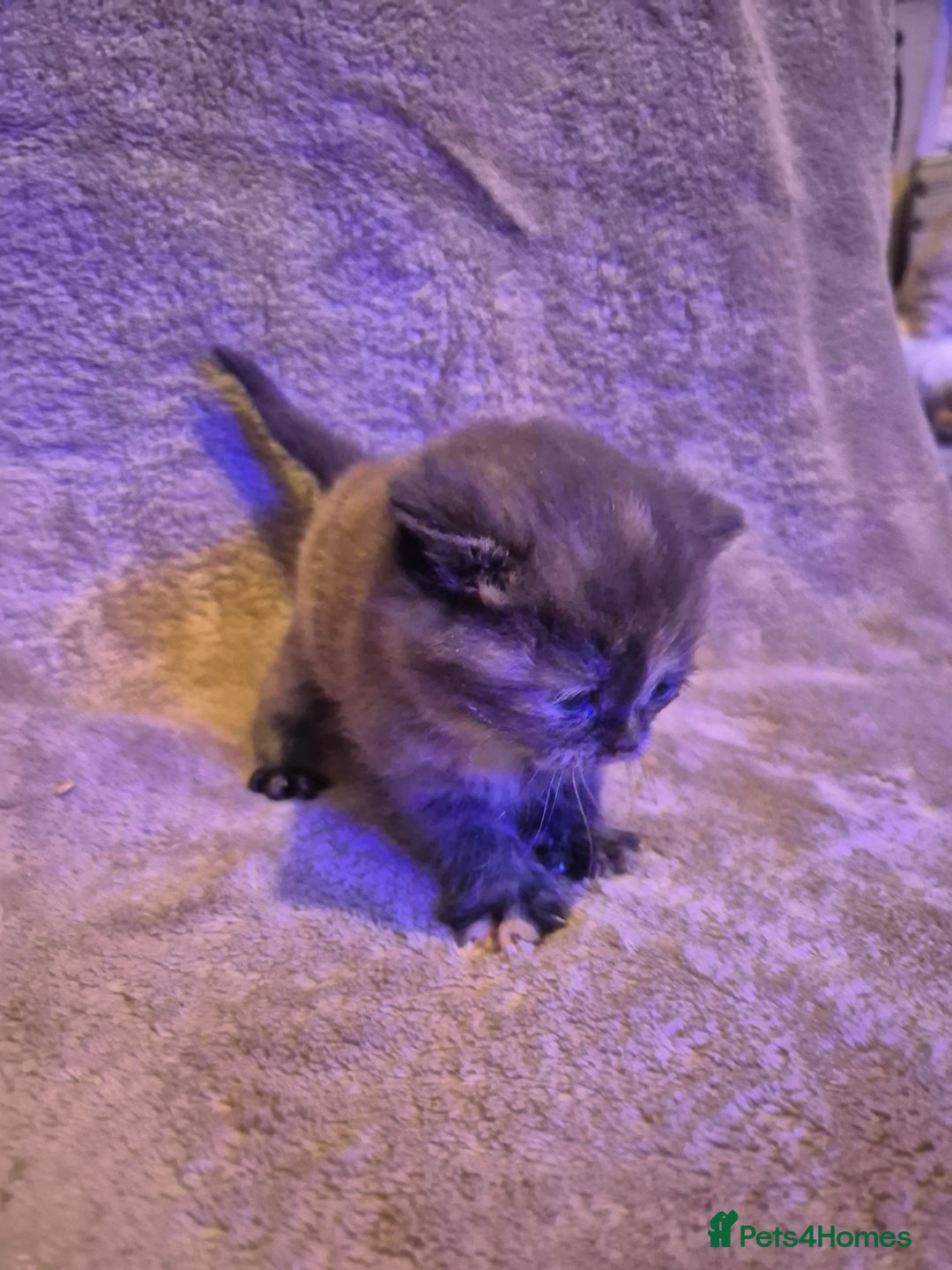 Scottish Fold cats for sale: Tica registered, parents pkd clear - Advert 5