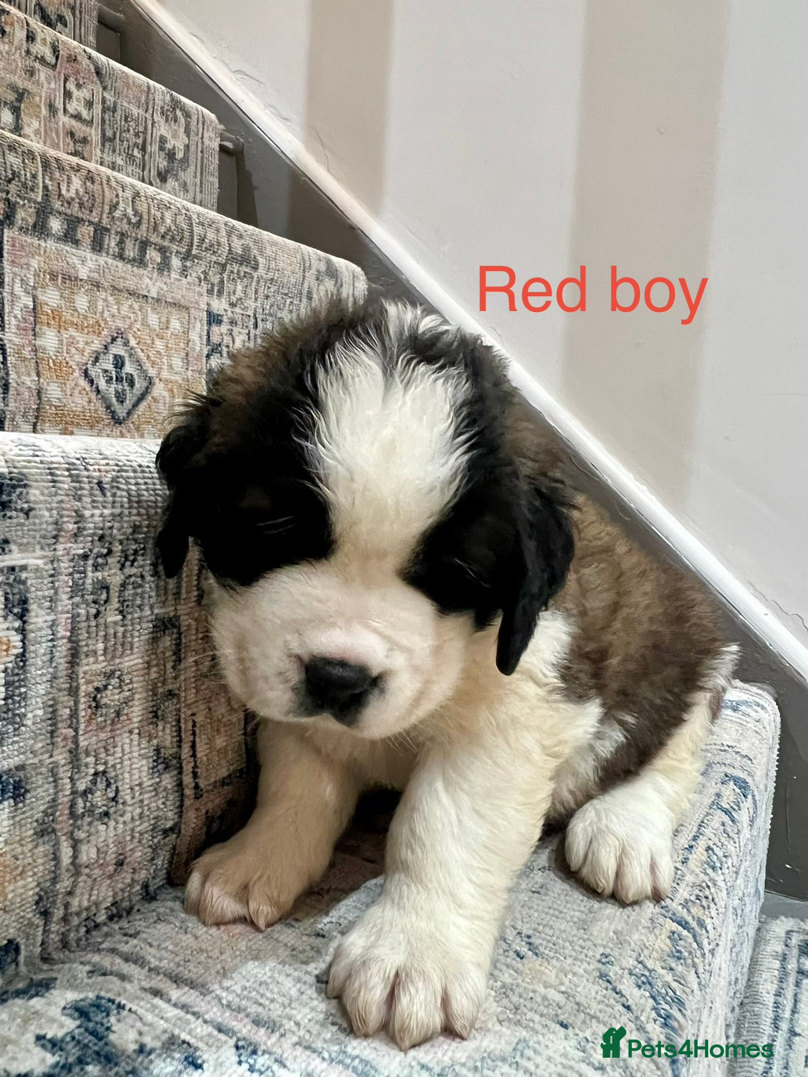 Saint Bernard dogs Perfect Show Quality KC registered Puppies - Advert 2