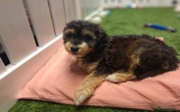 Cockapoo dogs for sale: 🐾STUNNING F1 COCKERPOOS HEALTH TESTED PARENTS 🐾 - Image 3