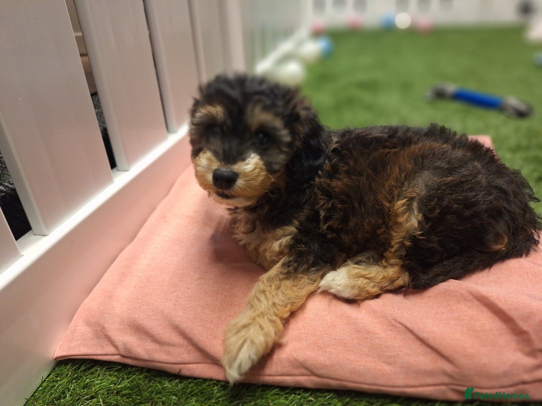 Cockapoo dogs for sale: 🐾STUNNING F1 COCKERPOOS HEALTH TESTED PARENTS 🐾 - Image 3