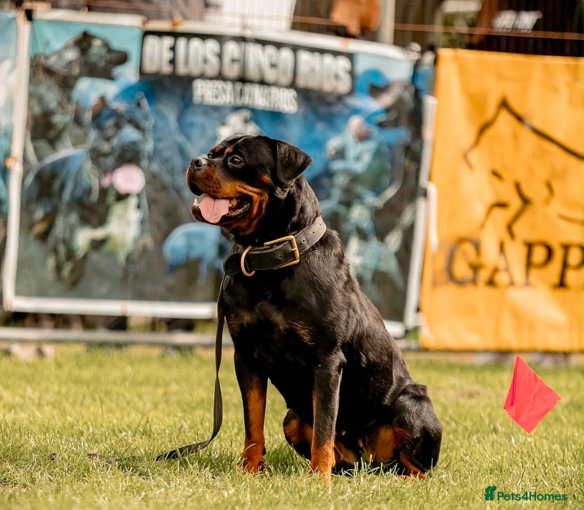 Rottweiler dogs KC reg health tested Rottweiler puppies - Advert 8
