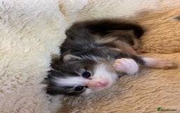 British Shorthair cats for sale: Rag doll cross breads  - Image 12