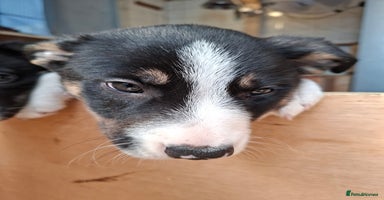 Border Collie dogs - Advert 6