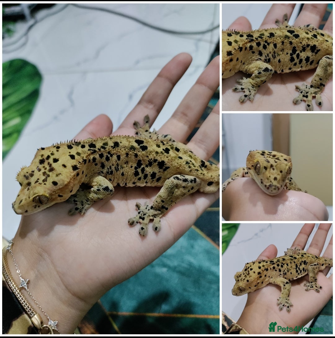 Gecko reptiles for sale: Crested geckos for sale (Read description) in Southall - Image 2