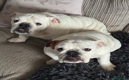 English Bulldog dogs for sale: Brother and sister for sale £2500 for both  - Advert 6