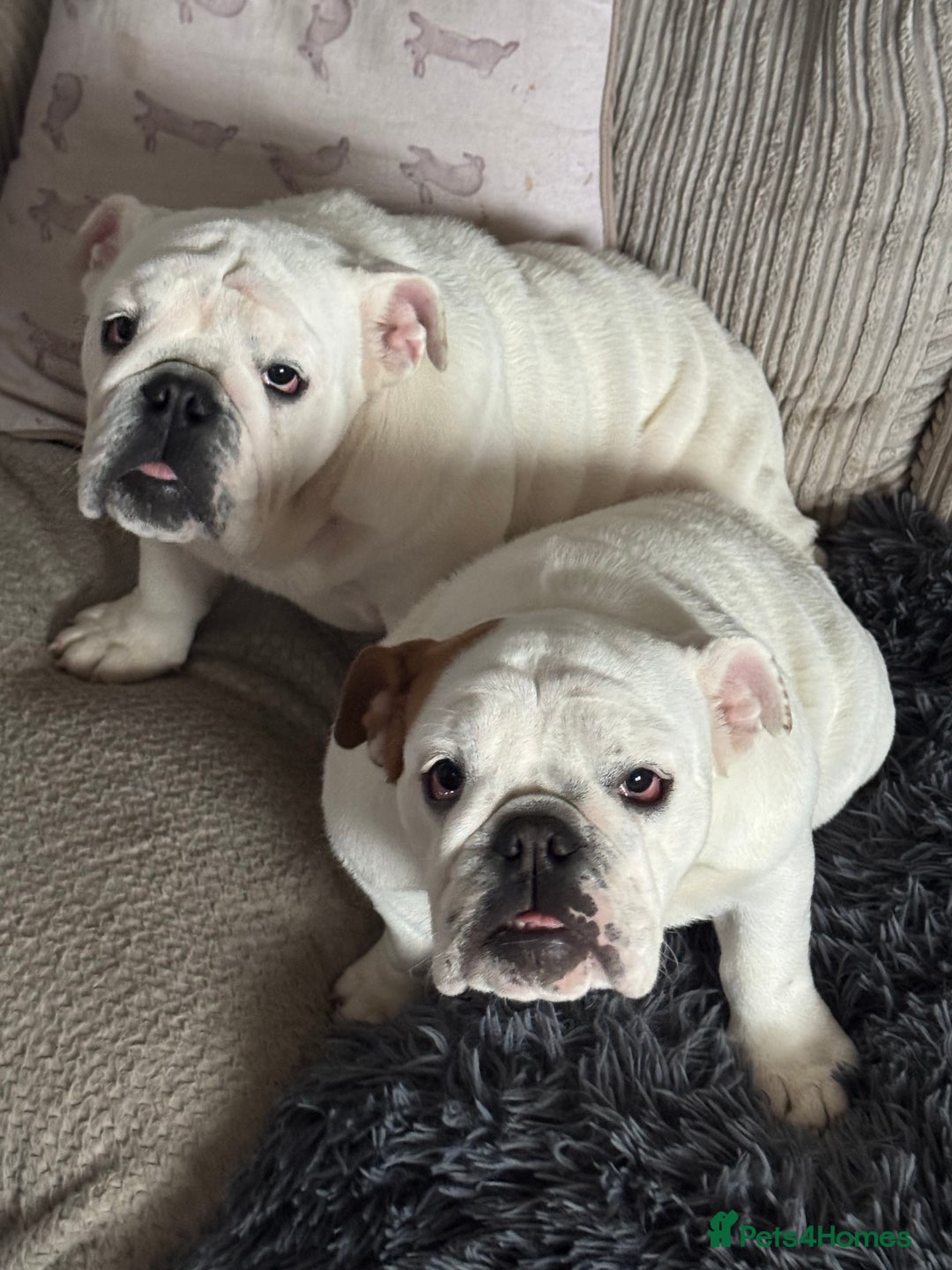 English Bulldog dogs for sale: Brother and sister for sale £2500 for both  - Advert 6