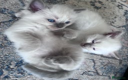 Ragdoll cats for sale: Pure breed ragdolls - Image 13