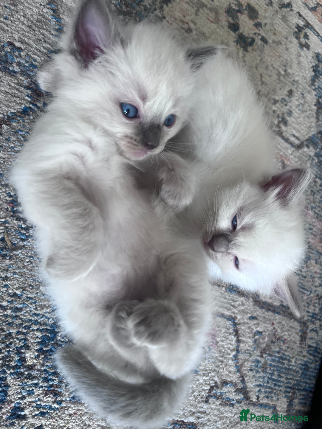 Ragdoll cats for sale: Pure breed ragdolls - Image 13