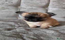 Chihuahua dogs for sale: Tiny Long-Haired Chihuahua Puppies - Image 11
