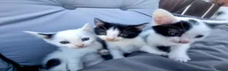 Mixed Breed cats for sale: 3 beautiful kittens ready for their new home  - Advert 1