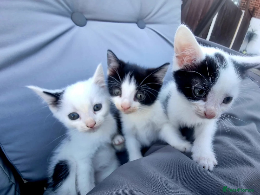 Mixed Breed cats for sale: 3 beautiful kittens ready for their new home  - Advert 1