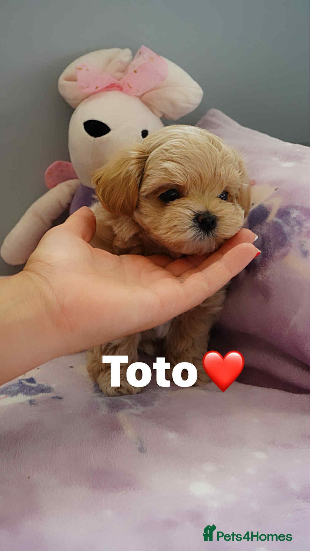 Maltipoo dogs for sale: Tiny F1 Asian Maltipoo puppies. Ready now! - Image 24