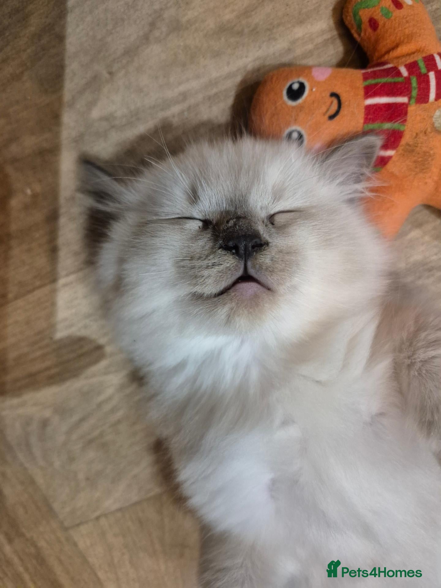 Ragdoll cats for sale: 4 fluffy blue point ragdoll kittens  - Advert 2