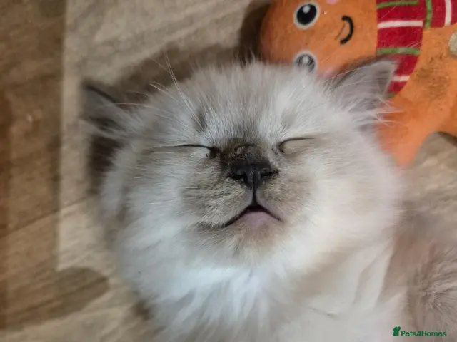 Ragdoll cats for sale: 4 fluffy blue point ragdoll kittens - Advert 2
