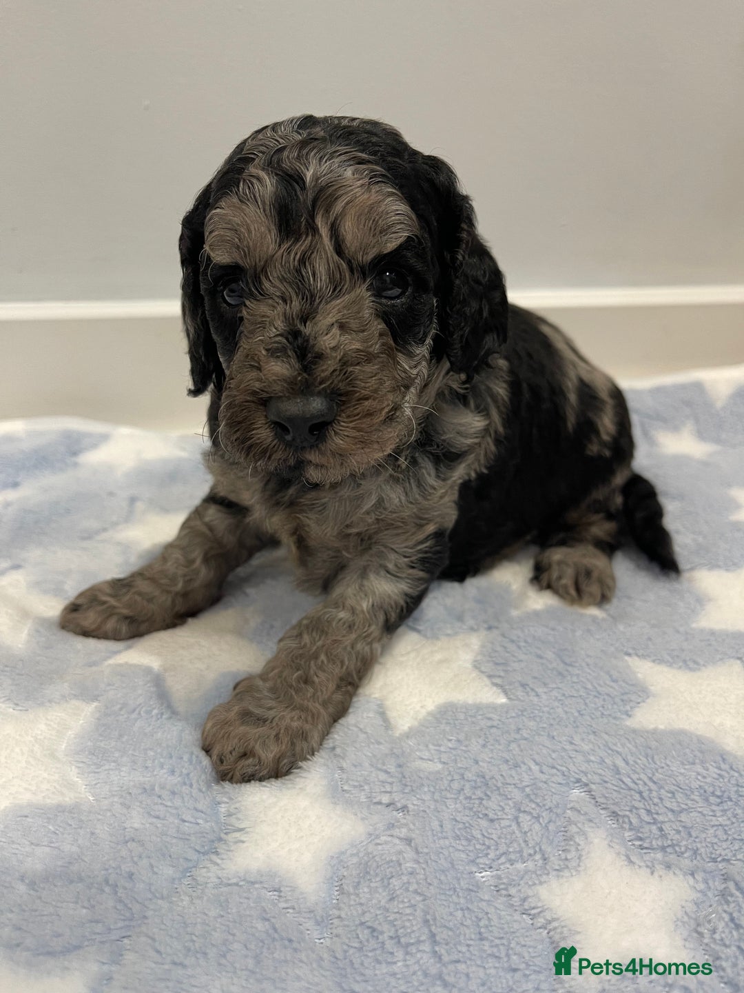 Cockapoo dogs for sale: Stunning F2 Cockapoo puppies fully DNA tested  - Image 27