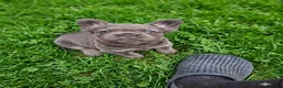 French Bulldog dogs for sale: Fluffy French Bulldog Pups - Advert 3