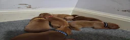 Labrador Retriever dogs for sale: **2 BOYS LEFT** Dark Fox Red Labrador Puppies - Advert 13