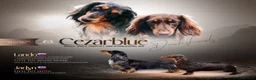 Miniature Dachshund dogs for sale: Exceptional Champion CK ML Dachshund Puppies  - Advert 27