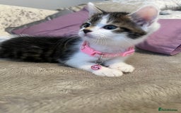 Domestic Shorthair cats for sale: Beautiful Female kitten  - Image 5