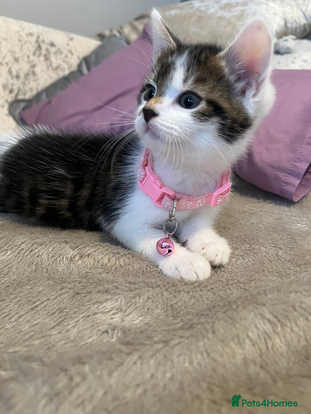 Domestic Shorthair cats for sale: Beautiful Female kitten  - Image 5