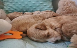 Maltipoo dogs for sale:  Beautiful Toy/Mini Maltipoo Puppies! - Image 13