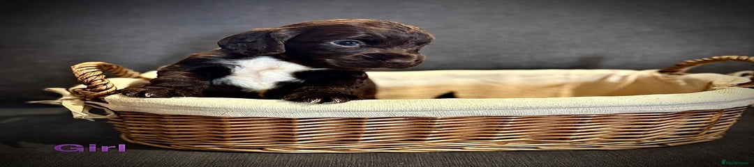 Cocker Spaniel Puppy 3
