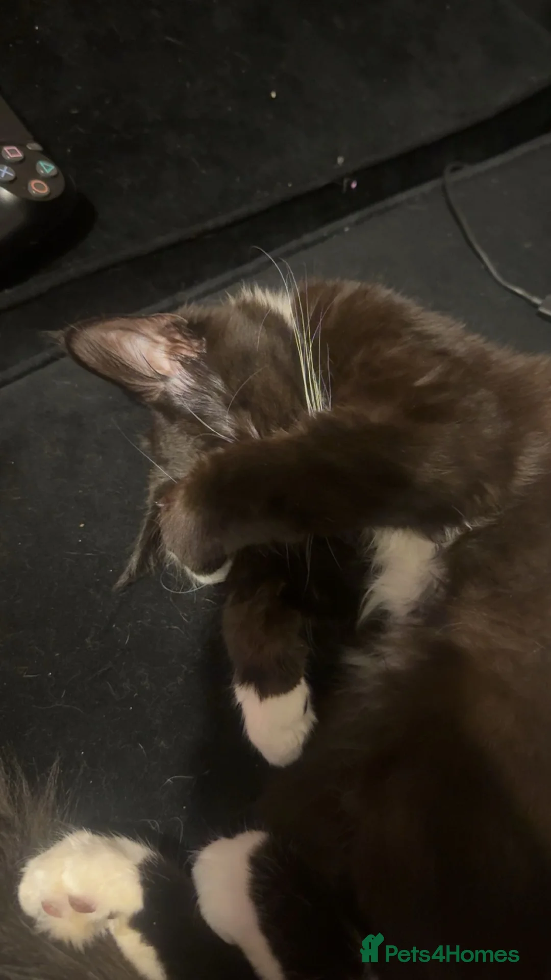 British Longhair cats for sale: British Longhair Black and White Kitten - Advert 2