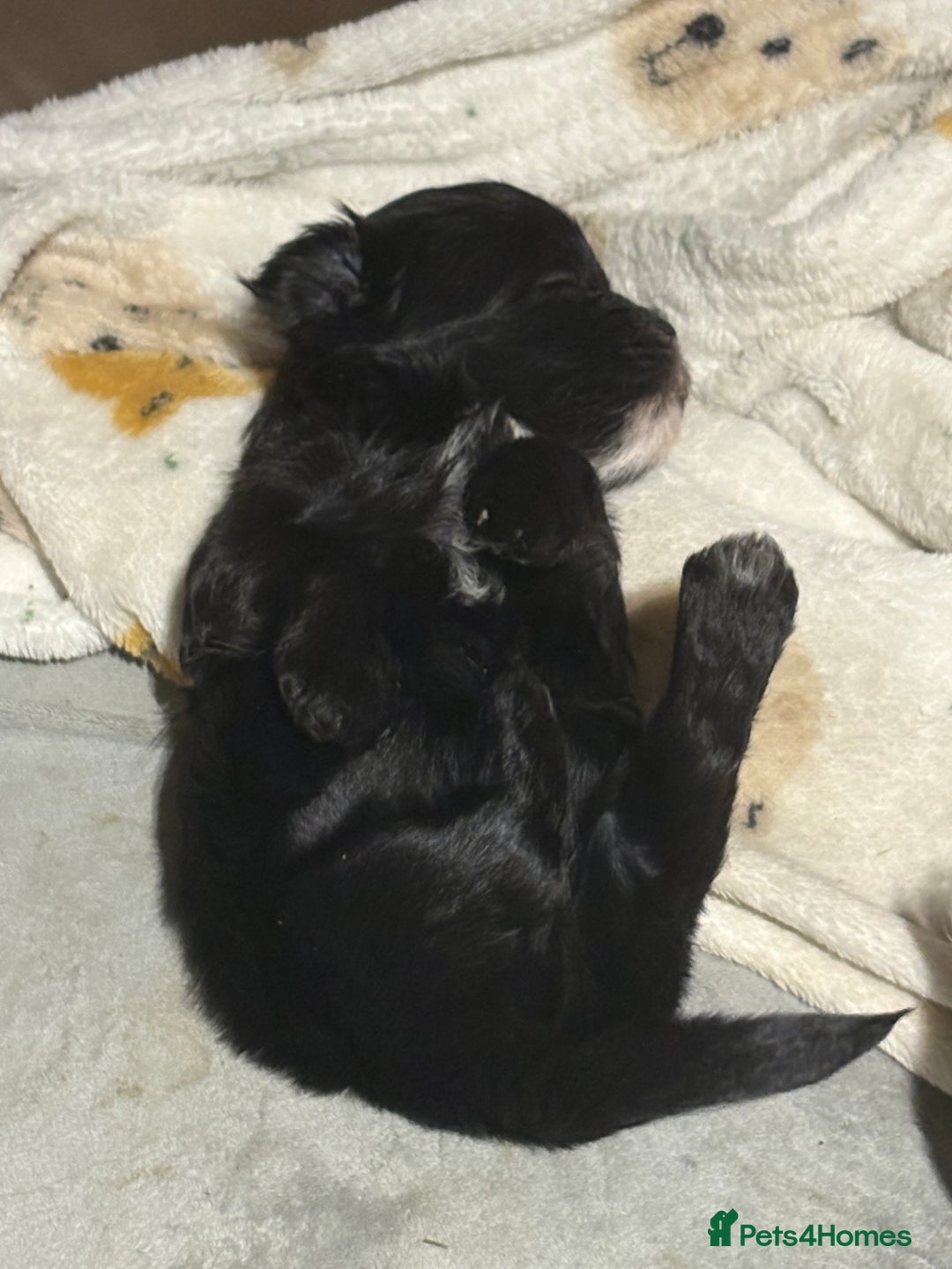 Morkie dogs for sale: Dainty little morkies - Advert 6