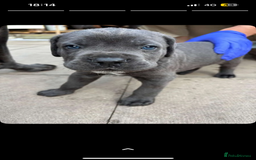 Cane Corso dogs for sale: 7 Cane Corsos Available  - Image 2