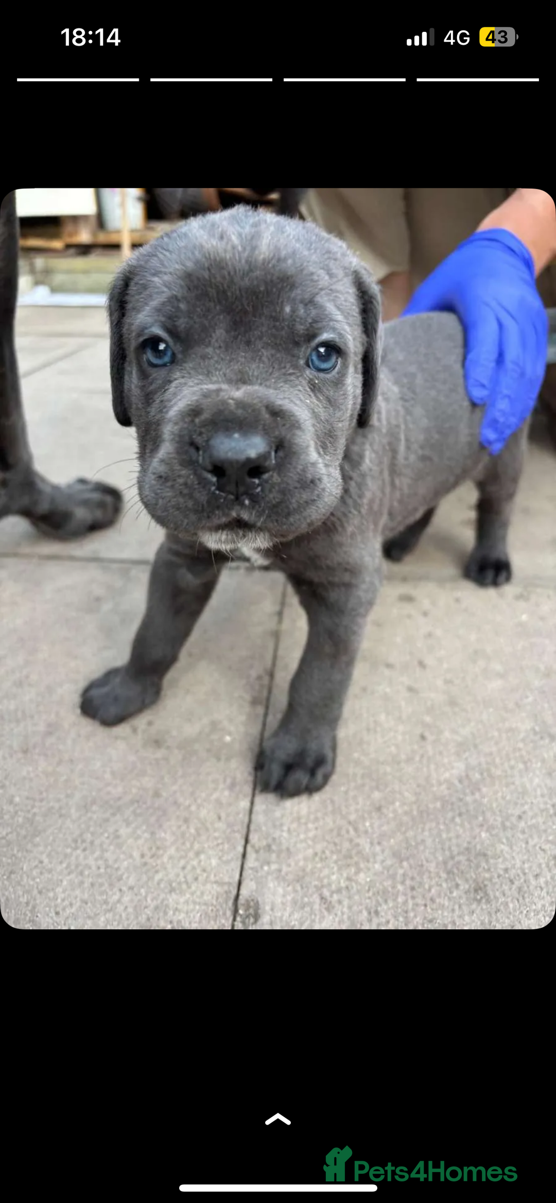 Cane Corso dogs for sale: 7 Cane Corsos Available  - Image 2