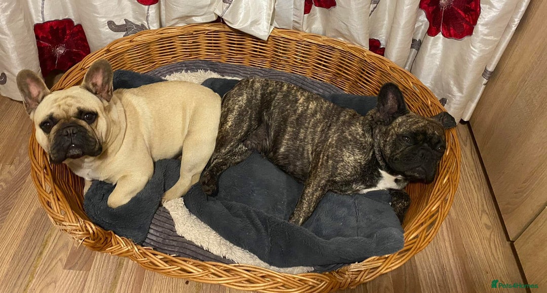 French Bulldog dogs for sale: 🏆KC registered, Standard French Bulldog Puppies🏆 - Image 32