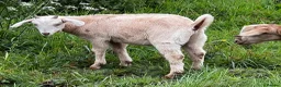 Goats livestock for sale: Mixed ages Anglo Nubian/Toggenburg/Boer cross - Advert 3