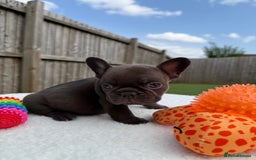 French Bulldog dogs for sale: Hikema X Cheeko (French bulldogs) - Image 5