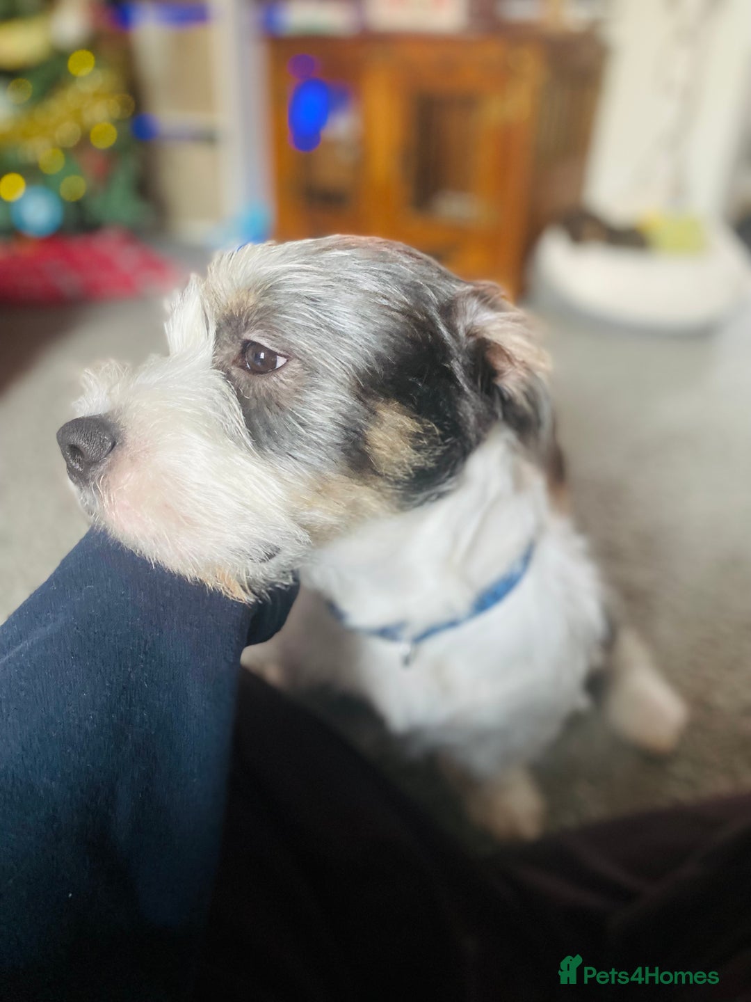 Mixed Breed dogs for sale: Mixed breed boy for sale  - Advert 4