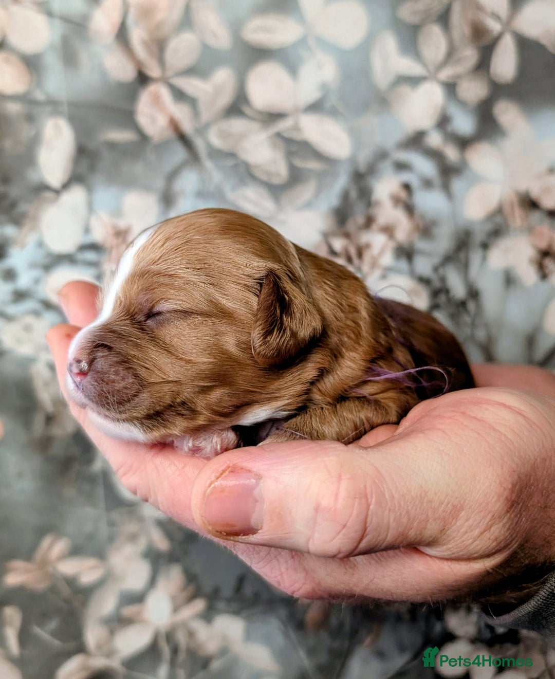 Toy Poodle dogs for sale: 🖤CAVAPOO BABIES🖤TESTED PARENTS! - Advert 27