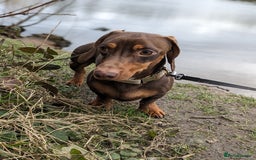 Miniature Dachshund dogs for stud: Brown and tan miniature dachshund for stud - Image 2
