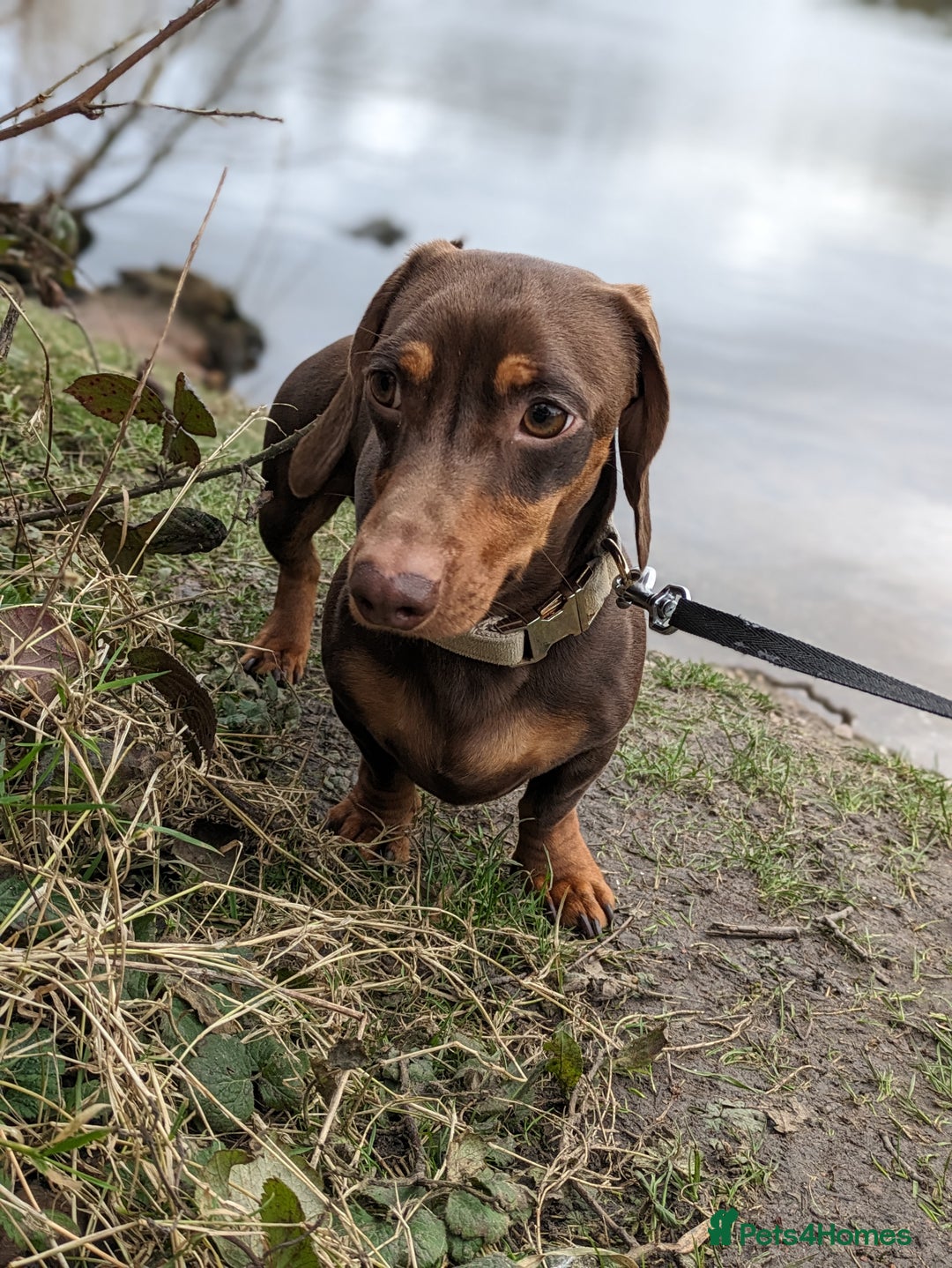 Miniature Dachshund dogs for stud: Brown and tan miniature dachshund for stud - Image 2