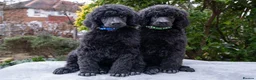 Standard Poodle dogs for sale: Seven Wonders of Standard Poodle Puppies - Advert 9