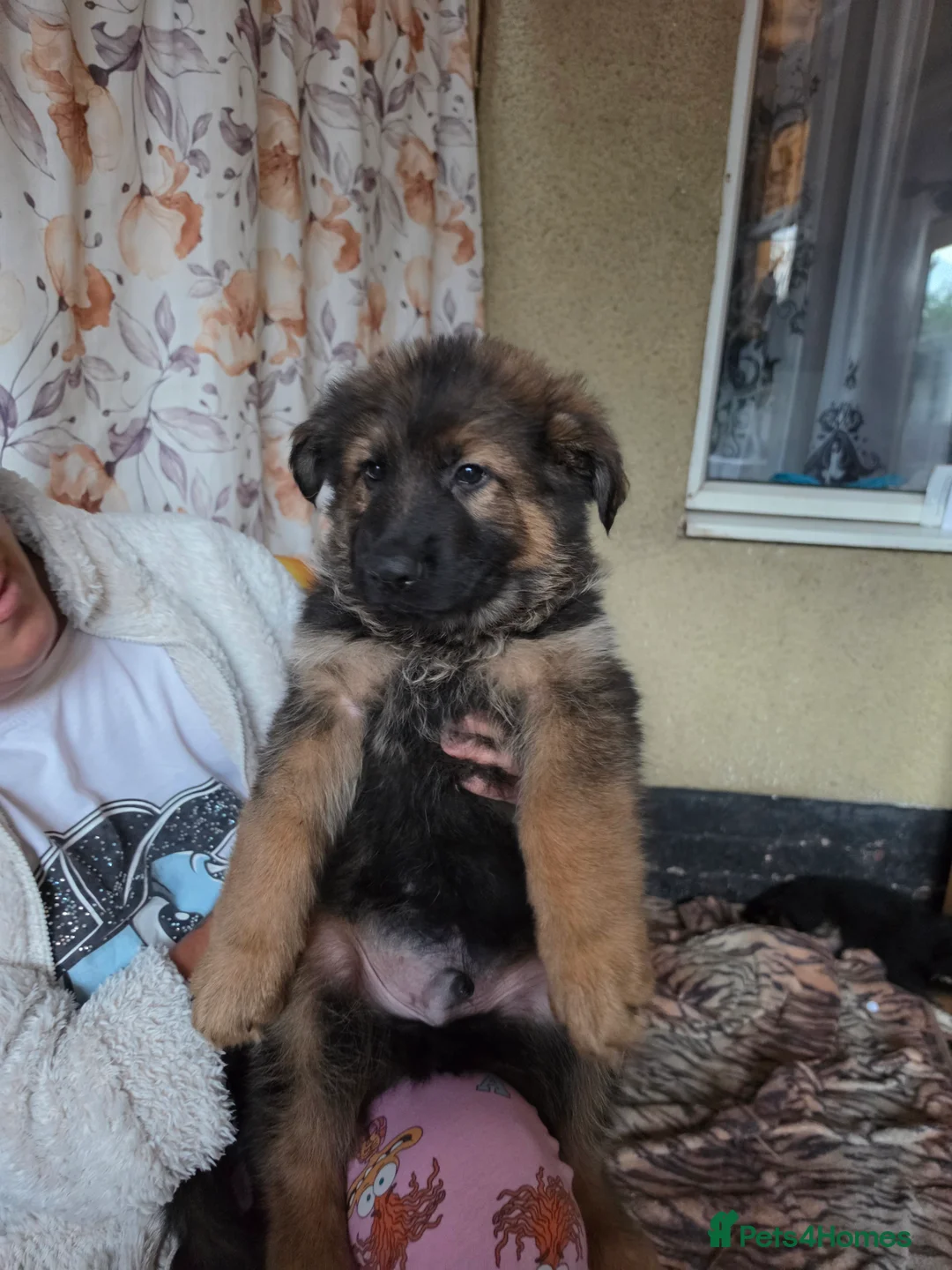 German Shepherd dogs for sale: German shepher pup - Advert 2