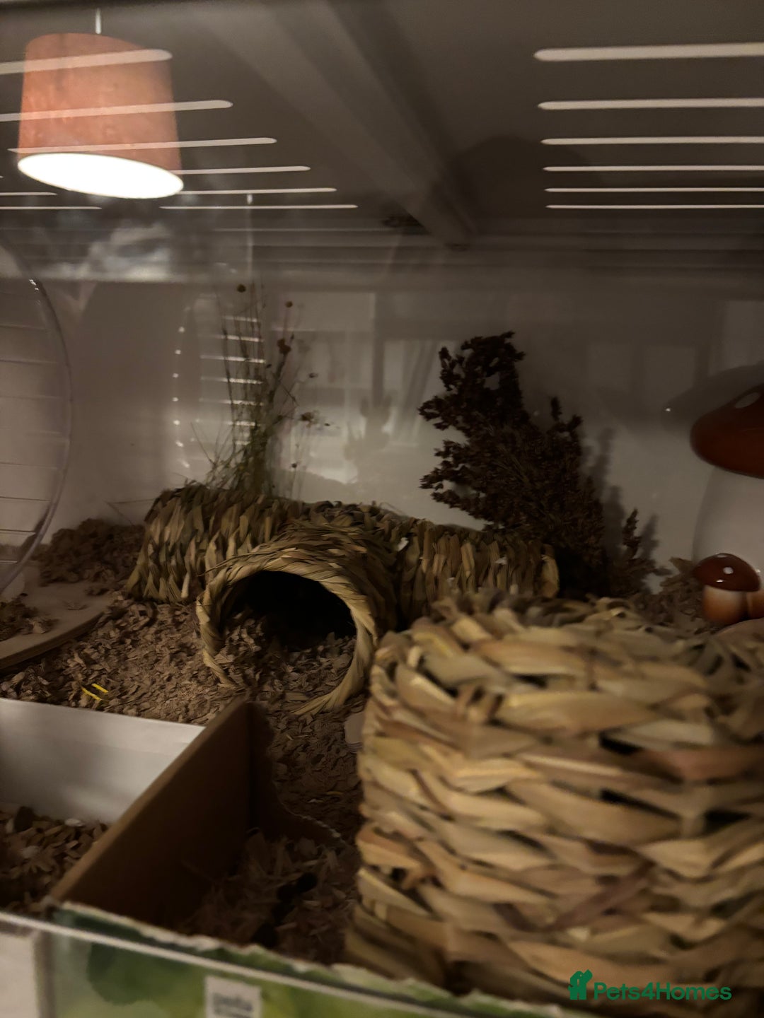 Hamster rodents for sale: Syrian hamster with bucatstate cage  - Image 8
