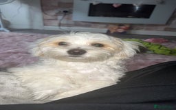 Bichon Frise dogs for stud: Teddy  - Image 3