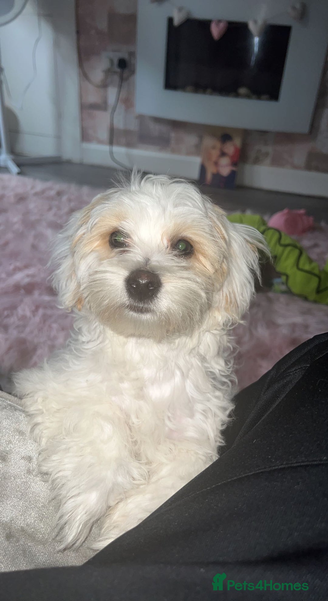 Bichon Frise dogs for stud: Teddy  - Image 3