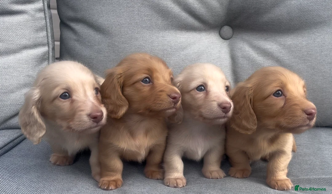 Miniature Dachshund dogs for sale: Chocolate based ee Cream/Red Longhaired Dachshunds - Advert 1