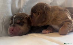 Cocker Spaniel dogs for sale: 🐶💕Newborn baby cockers💕🐶 - Image 10