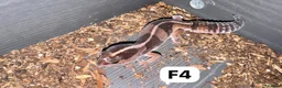 Leopard Gecko reptiles for sale: Available Rescue Looking for Their Forever Homes - Advert 10